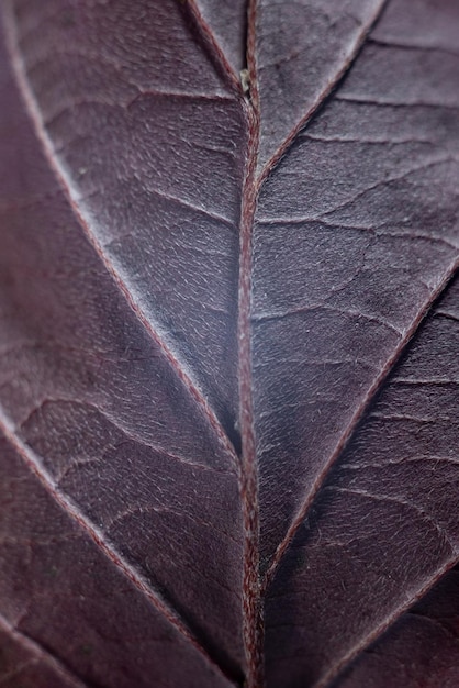 Texture des feuilles d'automne avec des gouttes de fond de nature de l'eau