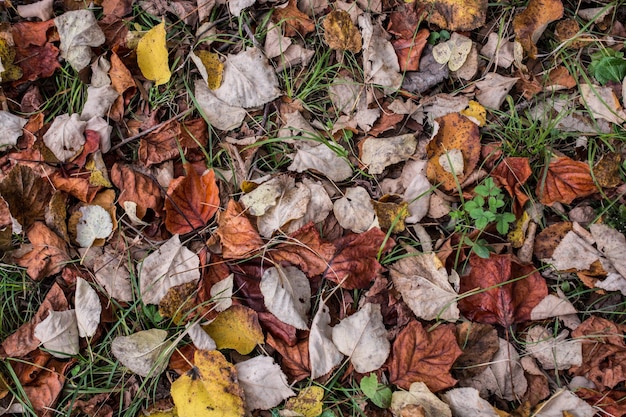 Texture des feuilles d'automne pour le fond de la feuille Texture du fond