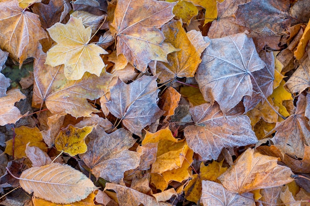 Texture de feuilles d'automne sèches, couvertes de givre