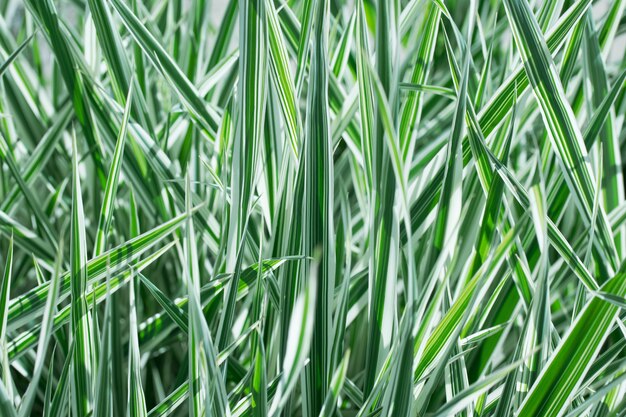 Texture des feuilles, fond d'une feuille rayée