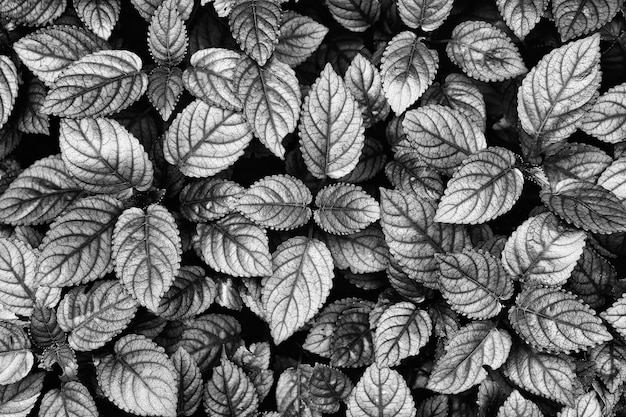 texture des feuilles, fond de nature sombre