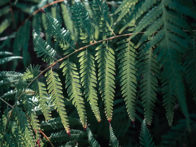 Texture de feuilles de fougère verte gros plan dans la nature