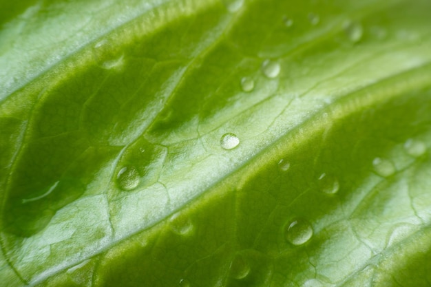 La texture des feuilles de laitue avec des gouttes d'eau macro photographie gros plan