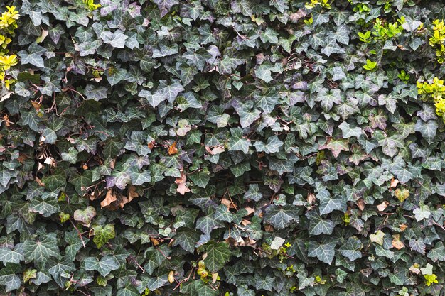 La texture des feuilles de loche verte se bouchent