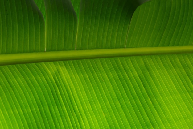 Texture des feuilles de palmier