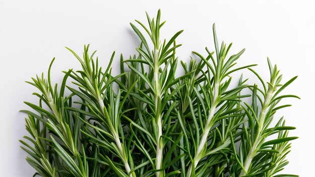 Texture des feuilles de romarin vertes fraîchement coupées de Rosmarinus officinalis