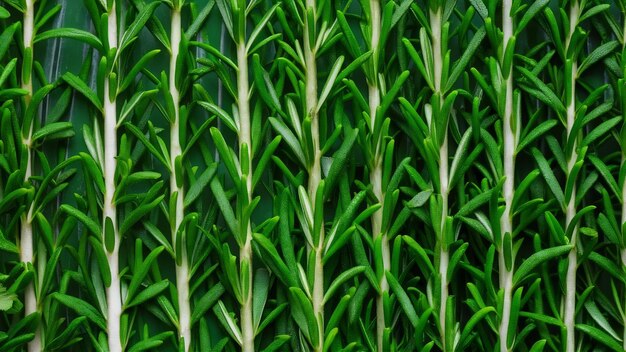 Photo texture des feuilles de romarin vertes fraîchement coupées de rosmarinus officinalis