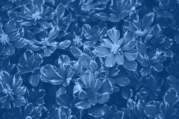 Photo texture de feuilles vertes. couleur bleue et calme tendance. feuille tropicale en arrière-plan de couleur monochrome.