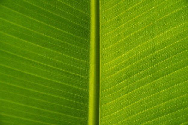 Texture des feuilles vertes du palmier bananier, fond écologique de feuilles exotiques, espace de copie