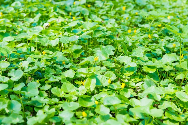 La texture des feuilles vertes peut être utilisée pour le fond