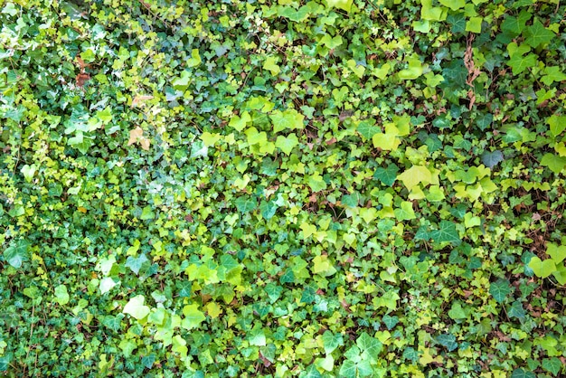 Texture de feuilles vertes pour le fond de la nature