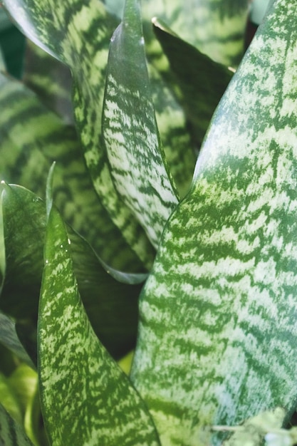 Texture des feuilles vertes de Sansevieria