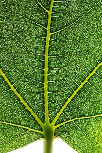 Texture de feuilles vertes.