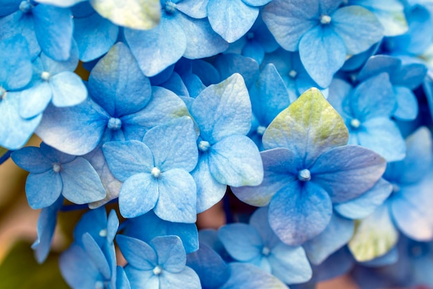 texture fleur bleu clair, fond décoratif