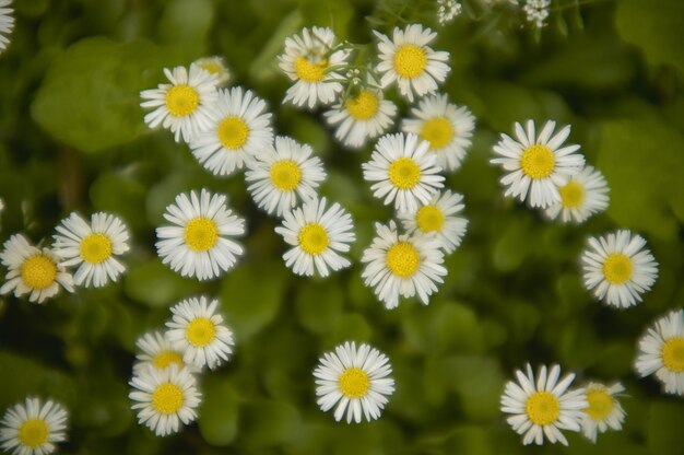 Texture de fleurs blanches ou de marguerites dans un jardin au printemps, photo macro avec effet de halo en raison de l'optique vintage utilisée pour la prise de vue.