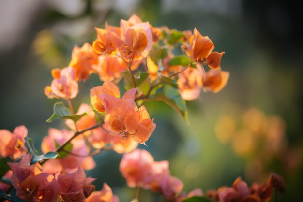 Texture de fleurs de Bougainvillier et de fond.