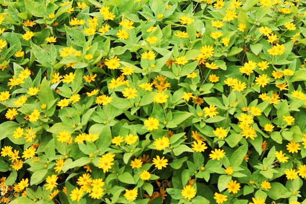 Texture avec des fleurs jaune vif sur un fond d'herbe verte