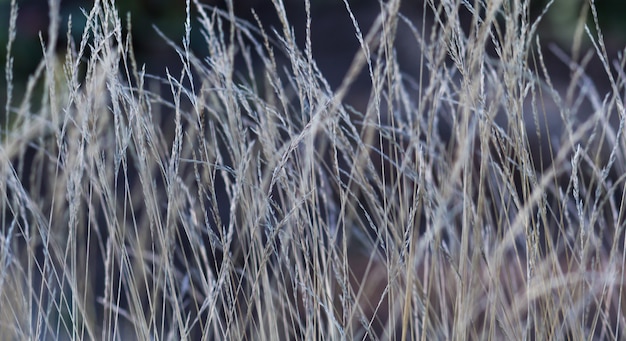 Texture florale gris et argent d&#39;automne