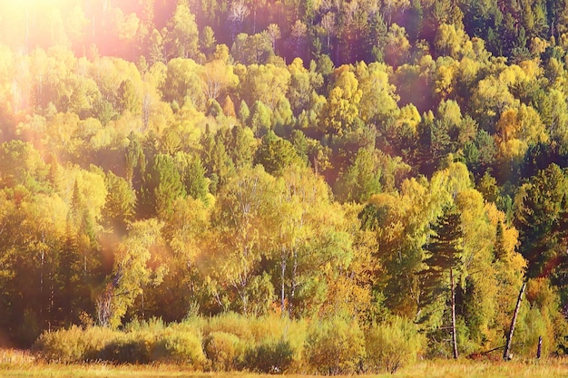 texture de fond abstrait de forêt d'automne, vue de paysage de modèle d'arbres jaunes