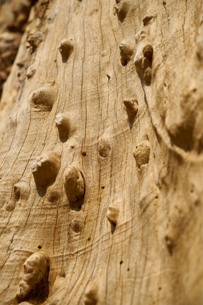 Texture et fond d&#39;arbre