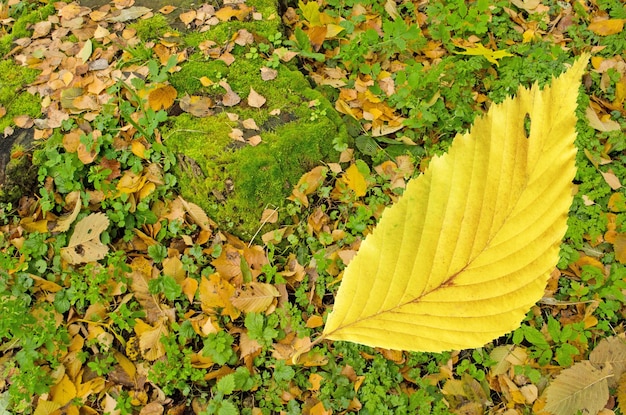 Texture de fond d'automne avec des feuilles colorées