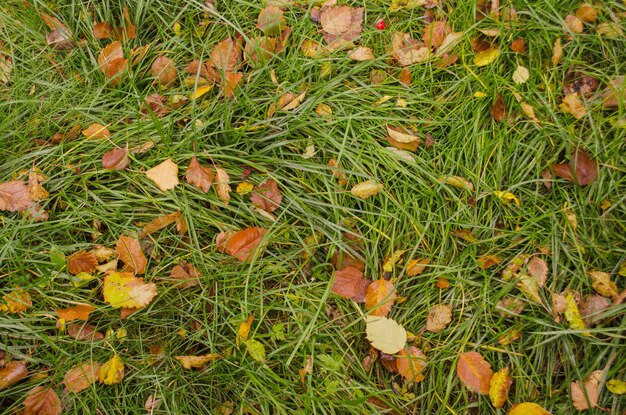 Texture de fond d'automne avec des feuilles colorées