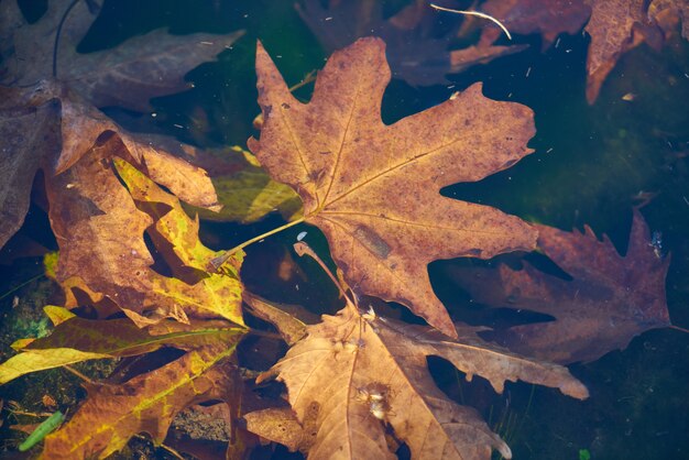 Texture et fond d&#39;automne