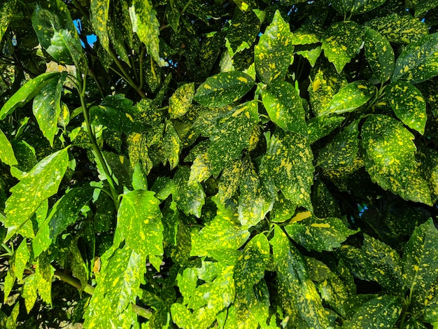 Texture de fond belle feuille verte Naturee