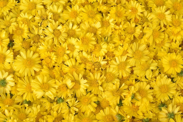 Photo texture de fond de chrysanthème en plein air
