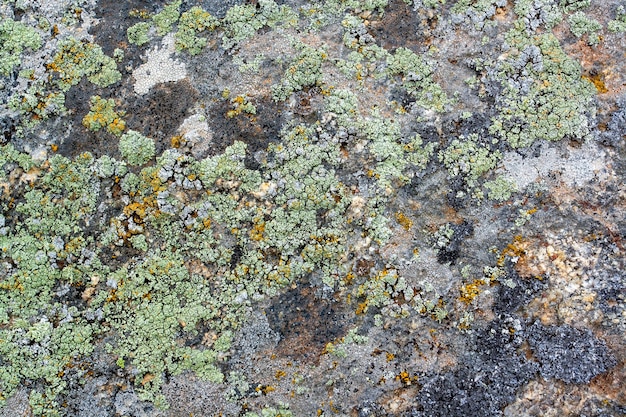 Texture de fond de différents vieux lichens et mousses sur les pierres Image horizontale