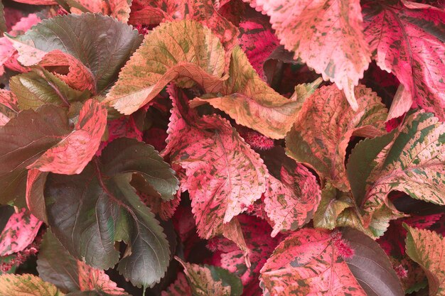 Texture de fond de feuillage rouge et vert