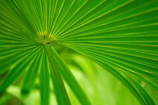 Texture de fond de feuille de palmier humide.