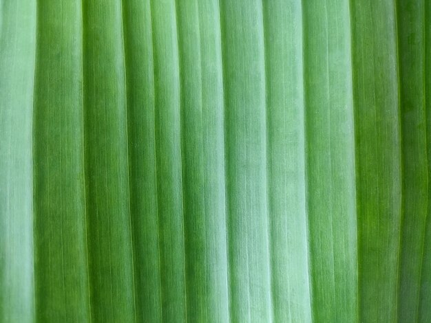 Texture de fond de feuille verte exotique avec des lignes verticales