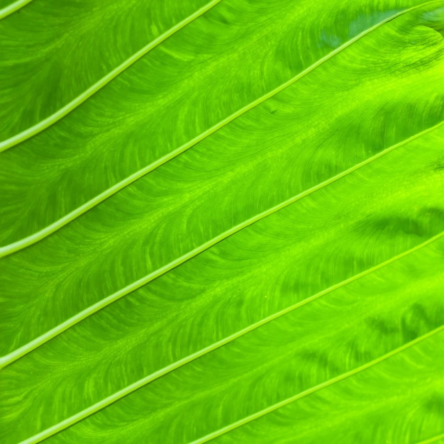 Texture de fond de feuille verte plante tropicale