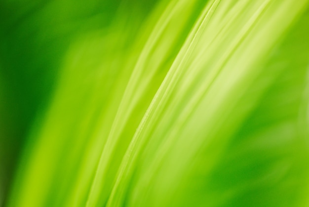 Texture de fond feuille verte structure macro photographie