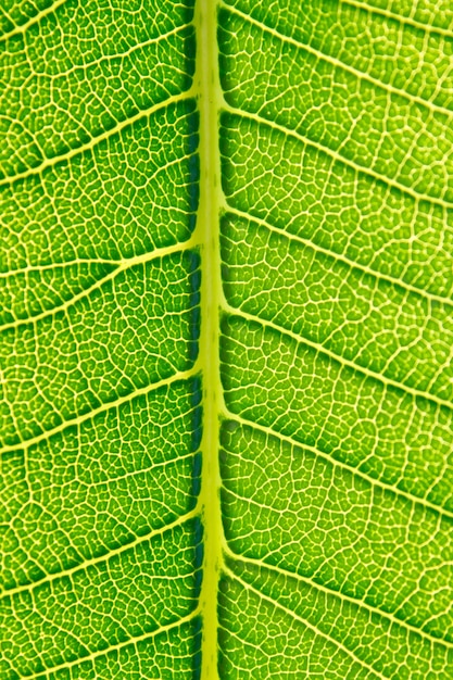 Texture de fond de feuille verte.