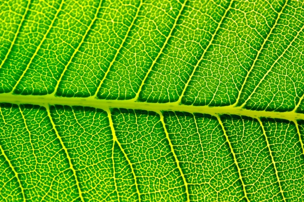 Texture de fond de feuille verte.