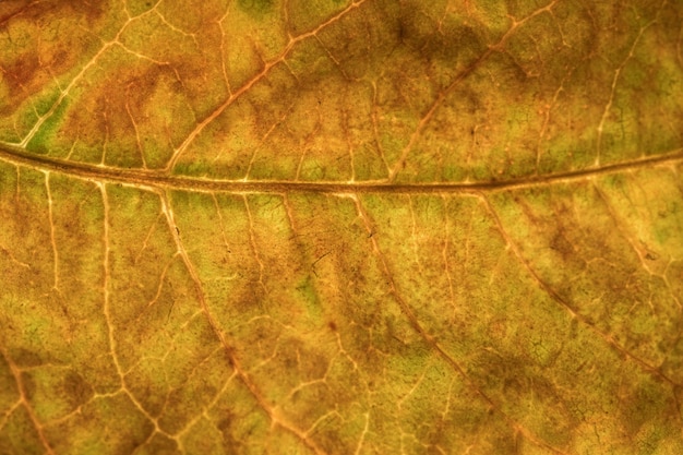 Texture de fond de feuille