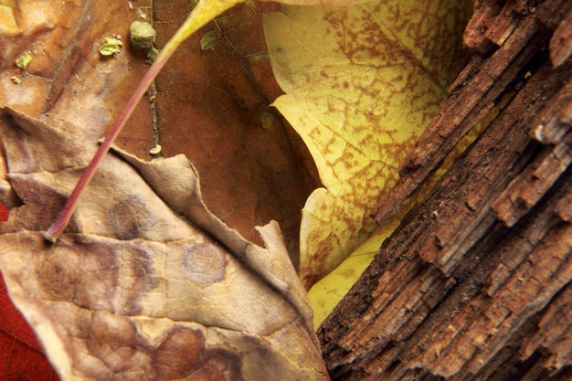 texture de fond de feuille