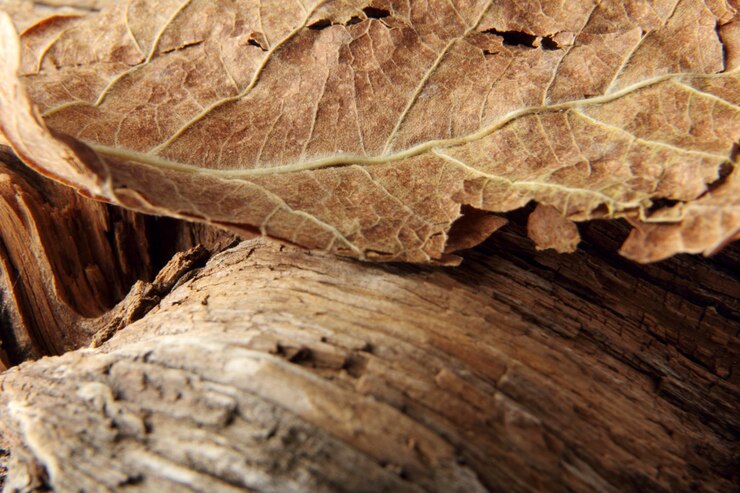 Photo texture de fond de feuille