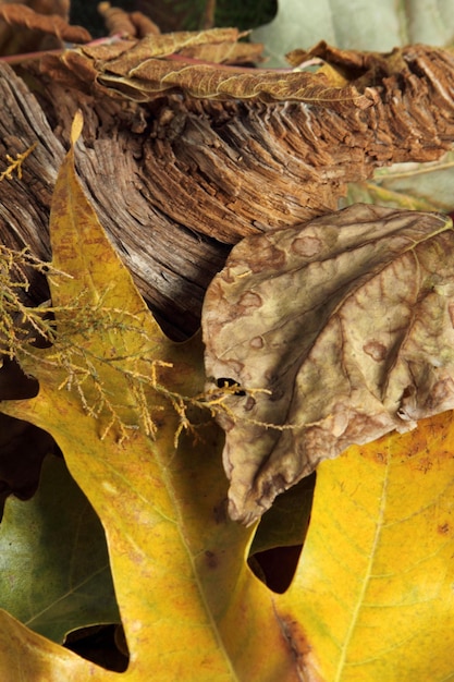 texture de fond de feuille