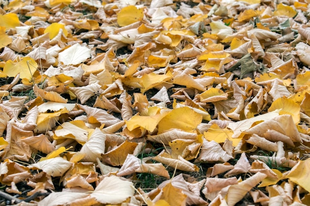 Texture de fond de feuilles jaunes automne. Fond de feuille