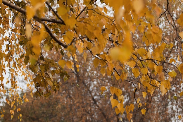 Texture de fond de feuilles jaunes fond de feuilles d'automne
