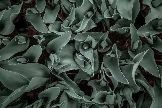 Texture de fond de feuilles naturelles en vert foncé. Concept abstrait avec des feuilles luxuriantes naturelles.