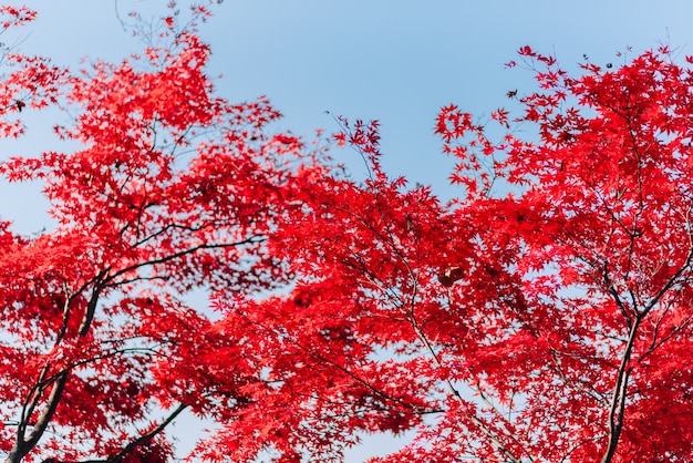 Texture de fond de feuilles rouges fond de feuille d&#39;automne