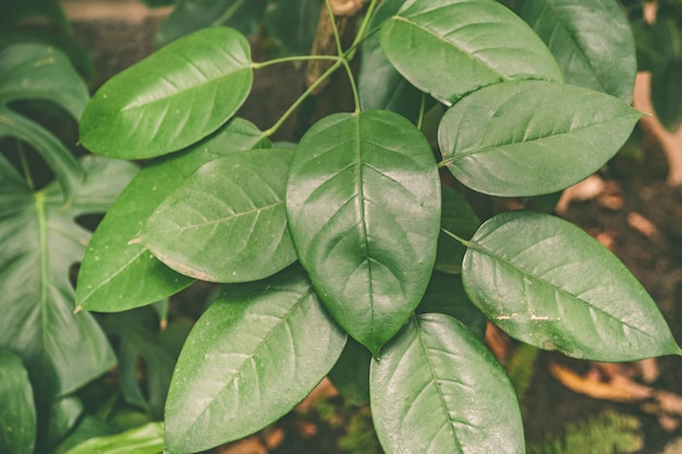 Texture de fond de feuilles tropicales vertes Modèle écologique teinté élégant