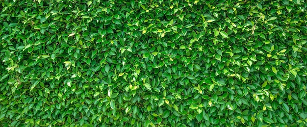 Texture de fond de feuilles vertes dans la nature