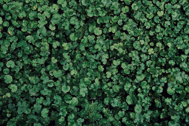 Texture de fond de feuilles vertes