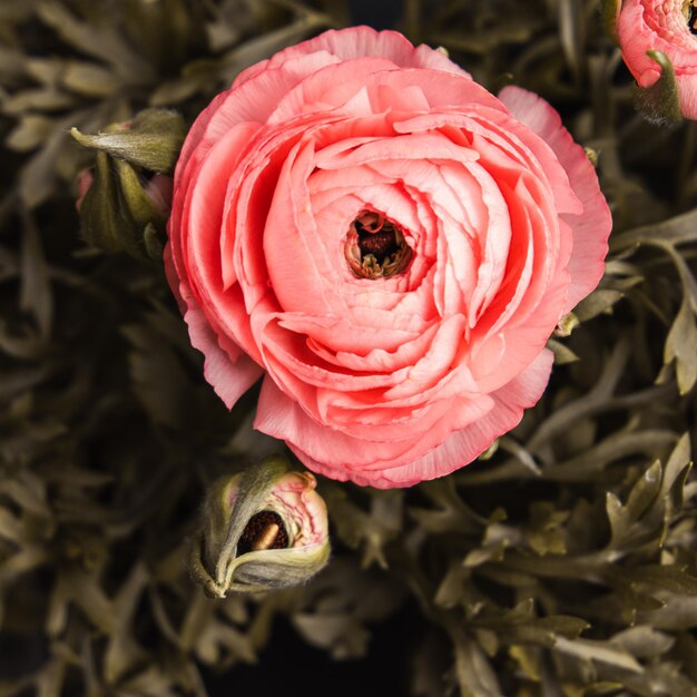 Photo texture de fond floral vintage avec de délicates pivoines roses