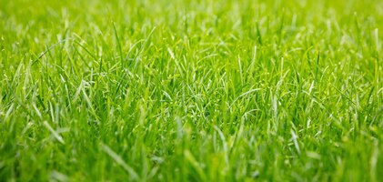 Texture de fond d'herbe verte jour de printemps ensoleillé vue rapprochée